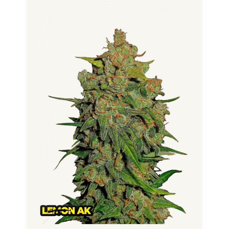 Lemon AK Auto · FastBuds Seeds · cannabis seeds · AutoFem