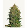 Lemon AK Auto · FastBuds Seeds ·kenevir tohum · Disi · AutoFem