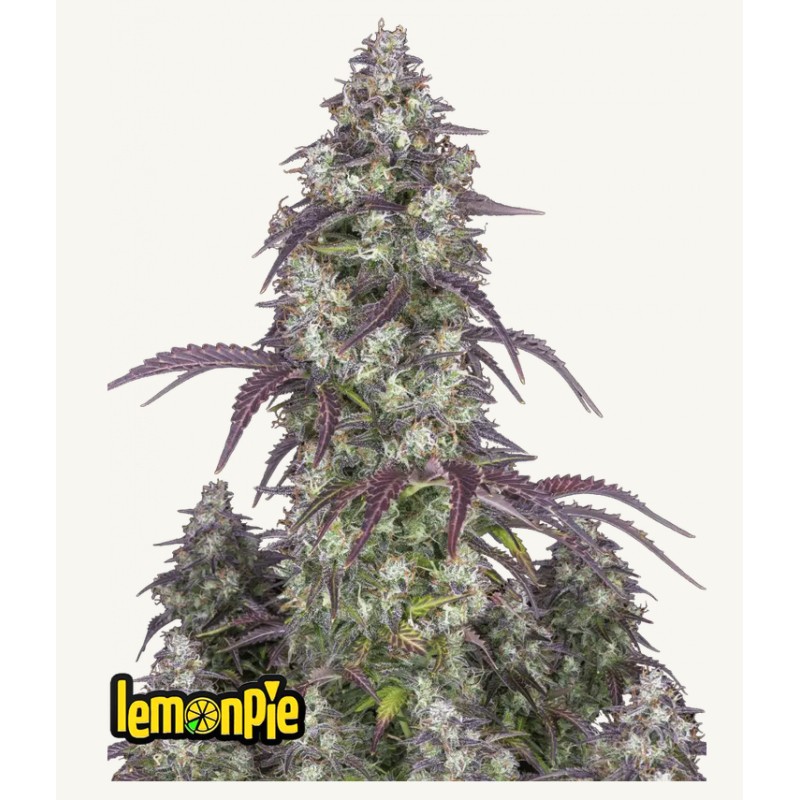 Lemon Pie Auto · FastBuds Seeds · kenevir tohum · Disi · AutoFem