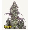 Lemon Pie Auto · FastBuds Seeds · kenevir tohum · Disi · AutoFem