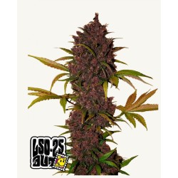 LSD-25 Auto · FastBuds Seeds · kenevir tohum · Disi · AutoFem
