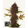 LSD-25 Auto · FastBuds Seeds · kenevir tohum · Disi · AutoFem
