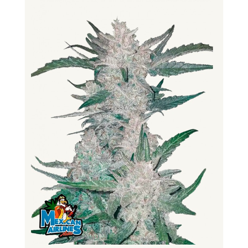Mexican Airlines Auto · FastBuds Seeds · kenevir tohum · Disi · AutoFem