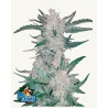 Mexican Airlines Auto · FastBuds Seeds · kenevir tohum · Disi · AutoFem