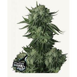 Moby Dick Auto · FastBuds Seeds · kenevir tohum · Disi · AutoFem