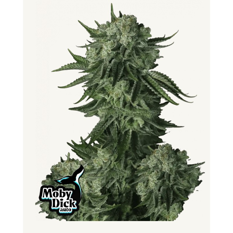Moby Dick Auto · FastBuds Seeds · cannabis seeds · AutoFem