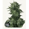Moby Dick Auto · FastBuds Seeds · kenevir tohum · Disi · AutoFem
