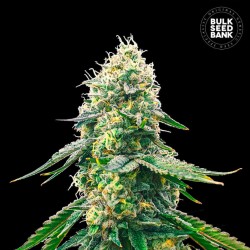 GELATO SAMBA · Bulk Seed...