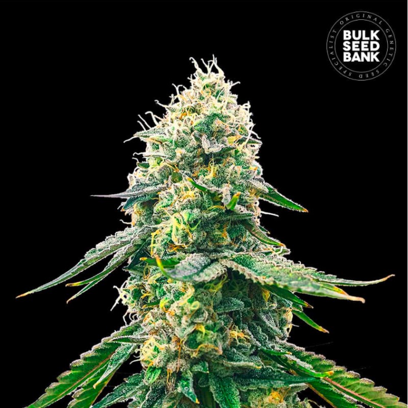 GELATO SAMBA · Bulk Seed Bank · cannabis seeds · Fem