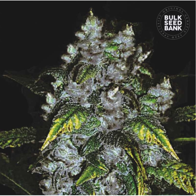 GOOD WILD SHARK · Bulk Seed Bank · kenevir tohum · Fem