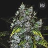 GOOD WILD SHARK · Bulk Seed Bank · kenevir tohum · Fem