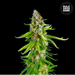 GRANDE CRACK · Bulk Seed Bank · kenevir tohum · Fem