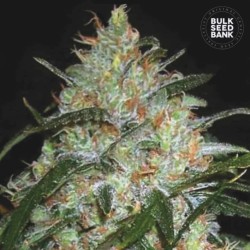 GRAPEFRUIT · Bulk Seed Bank · cannabis seeds · Fem