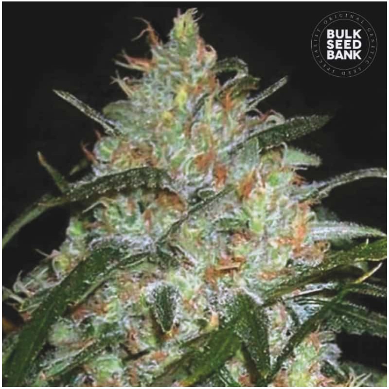 GRAPEFRUIT · Bulk Seed Bank · kenevir tohum · Fem