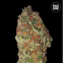GREEN CANDY · Bulk Seed Bank · kenevir tohum · Fem