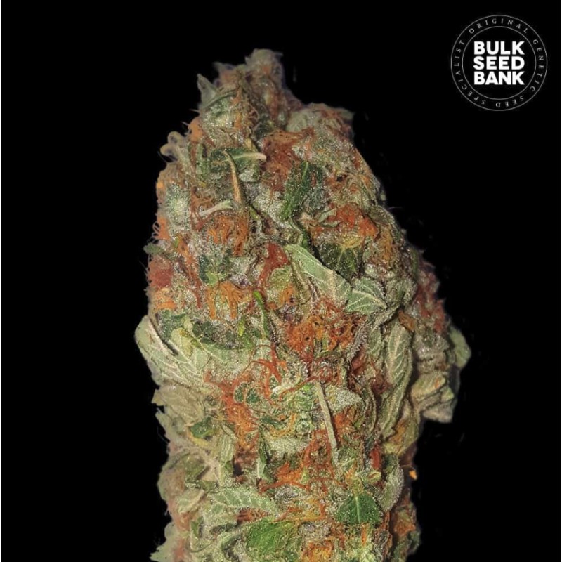 GREEN CANDY · Bulk Seed Bank · kenevir tohum · Fem