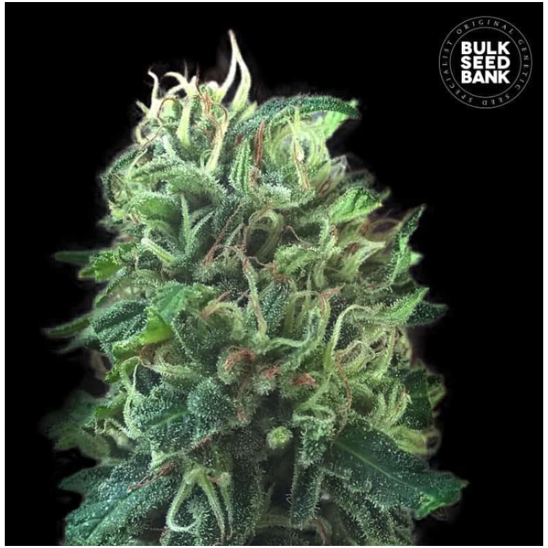 GREEN SCOUT COOKIES · Bulk Seed Bank · kenevir tohum · Fem