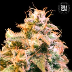 GUERILLA GLUE · Bulk Seed Bank · cannabis seeds · Fem