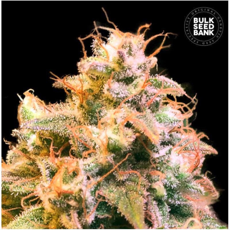 GUERILLA GLUE · Bulk Seed Bank · kenevir tohum · Fem