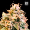 GUERILLA GLUE · Bulk Seed Bank · kenevir tohum · Fem