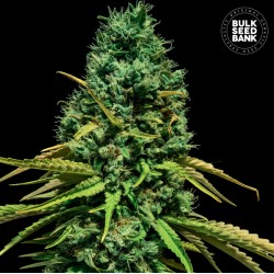 HELL BELLS OG · Bulk Seed Bank · cannabis seeds · Fem