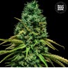 HELL BELLS OG · Bulk Seed Bank · kenevir tohum · Fem