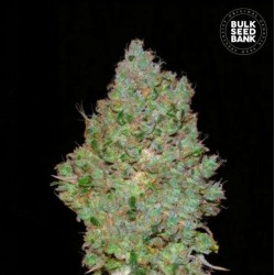 JACK HAIR · Bulk Seed Bank · kenevir tohum · Fem