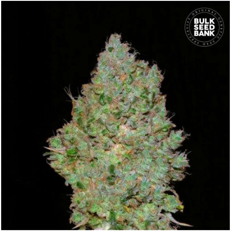 JACK HAIR · Bulk Seed Bank · kenevir tohum · Fem