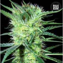 K 2 · Bulk Seed Bank · kenevir tohum · Fem
