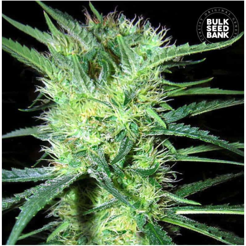 K 2 · Bulk Seed Bank · cannabis seeds · Fem