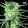K 2 · Bulk Seed Bank · cannabis seeds · Fem