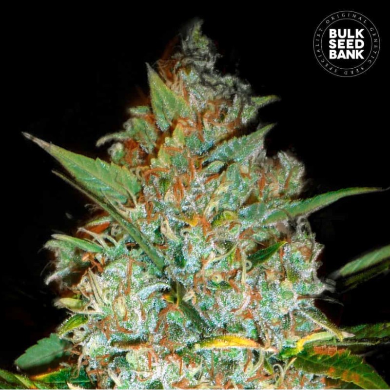 KALI'S MISTERY · Bulk Seed Bank · cannabis seeds · Fem