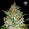 KALI'S MISTERY · Bulk Seed Bank · kenevir tohum · Fem
