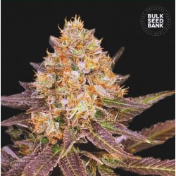 LAVENDER BEST · Bulk Seed Bank · kenevir tohum · Fem