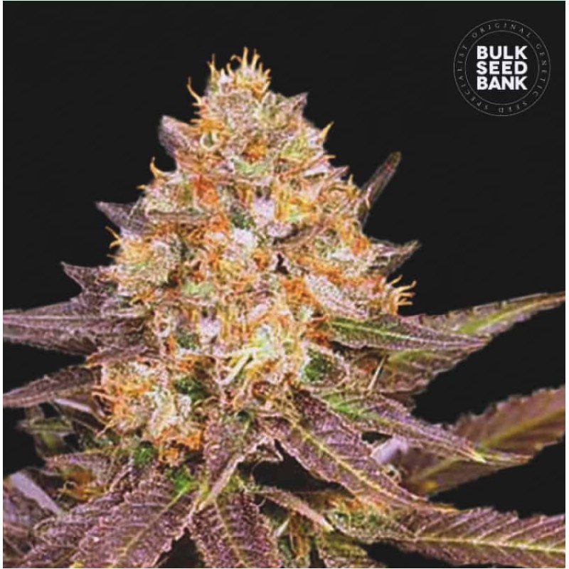 LAVENDER BEST · Bulk Seed Bank · cannabis seeds · Fem