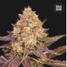 LAVENDER BEST · Bulk Seed Bank · cannabis seeds · Fem