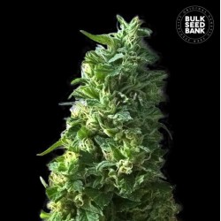 LIME SKUNK · Bulk Seed Bank · cannabis seeds · Fem