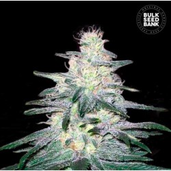 LOCOMOTIVE · Bulk Seed Bank · cannabis seeds · Fem