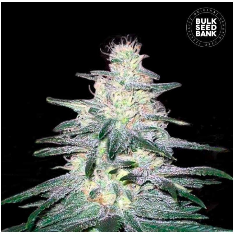 LOCOMOTIVE · Bulk Seed Bank · cannabis seeds · Fem