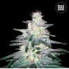 LOCOMOTIVE · Bulk Seed Bank · cannabis seeds · Fem