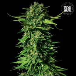 MANDALIME JUICE · Bulk Seed Bank · cannabis seeds · Fem