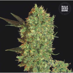 MARLEY'S BUD · Bulk Seed Bank · kenevir tohum · Fem