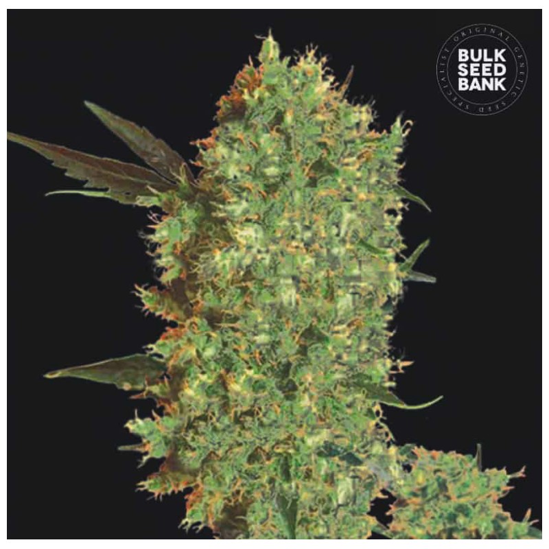 MARLEY'S BUD · Bulk Seed Bank · cannabis seeds · Fem