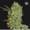 MARLEY'S BUD · Bulk Seed Bank · cannabis seeds · Fem