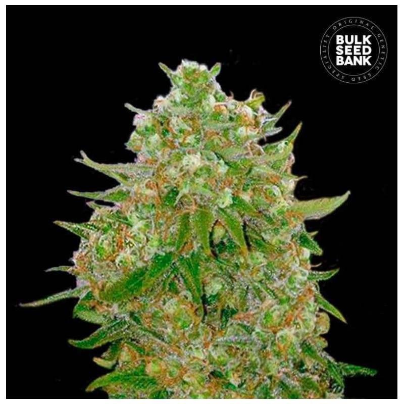 MASTER KUSH GRAND · Bulk Seed Bank · kenevir tohum · Fem