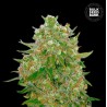 MASTER KUSH GRAND · Bulk Seed Bank · kenevir tohum · Fem