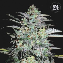 MAZAR EXTRA · Bulk Seed Bank · kenevir tohum · Fem