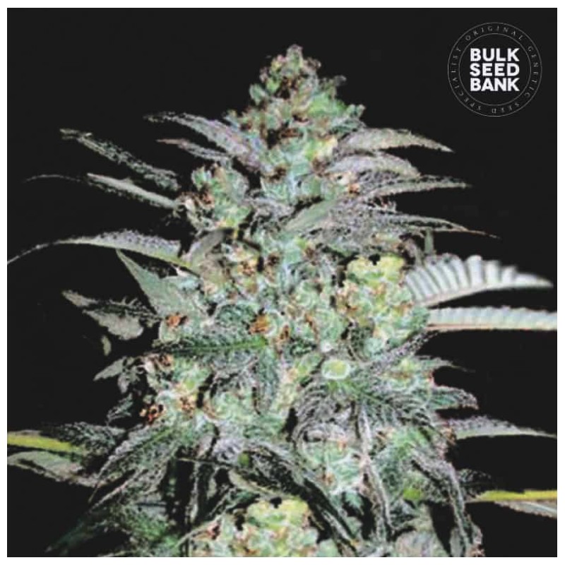 MAZAR EXTRA · Bulk Seed Bank · kenevir tohum · Fem