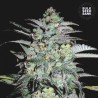 MAZAR EXTRA · Bulk Seed Bank · cannabis seeds · Fem