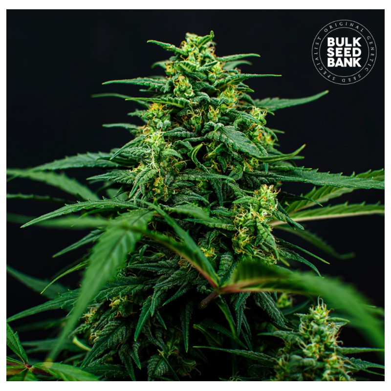 MIMOSA FAMOSA · Bulk Seed Bank · kenevir tohum · Fem
